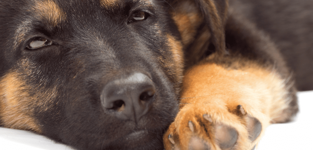 5 DIY sniffing games for puppies