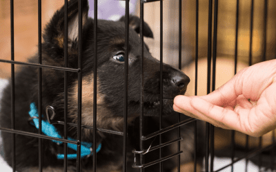 How to crate train your puppy
