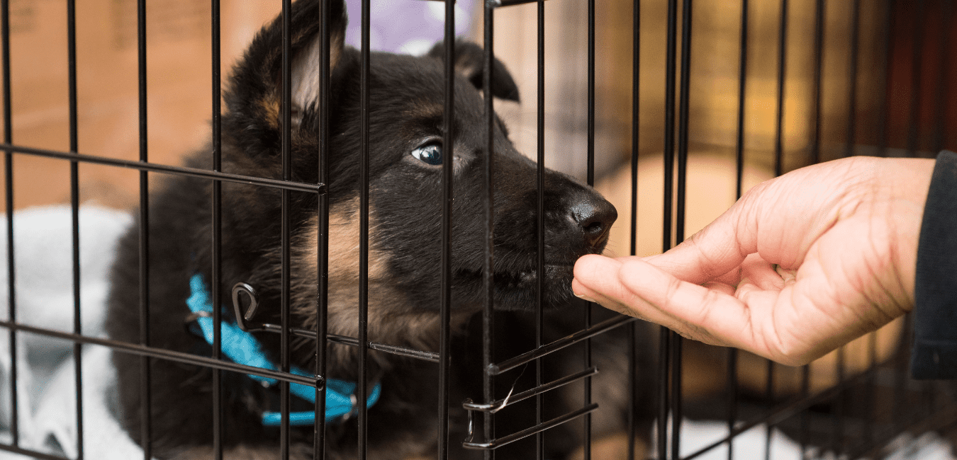 Crate Training pic 1 Crate Training pic 1