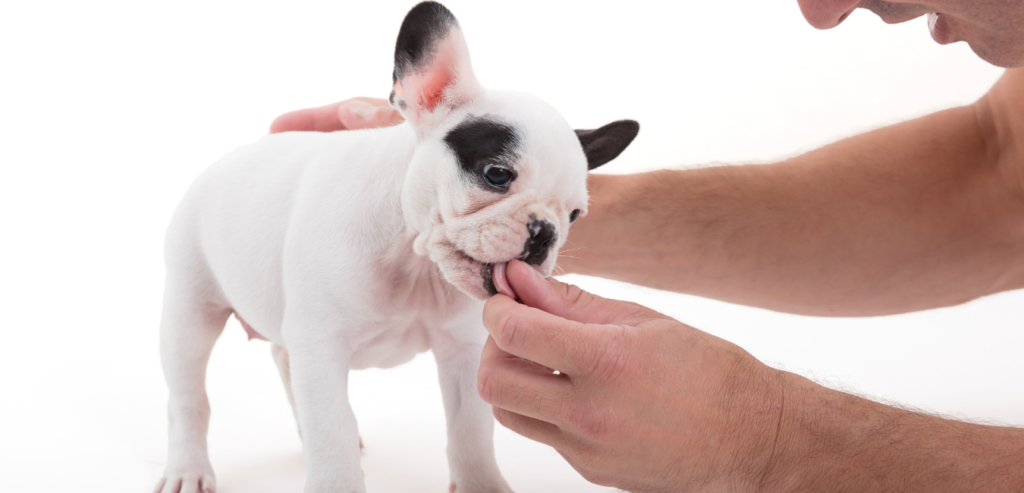 Easy puppy training treats 1