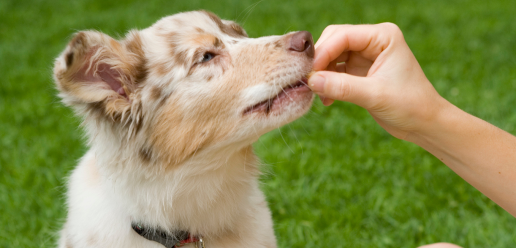 Easy puppy training treats 3