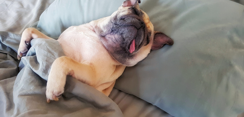 Where should puppies sleep at night 3