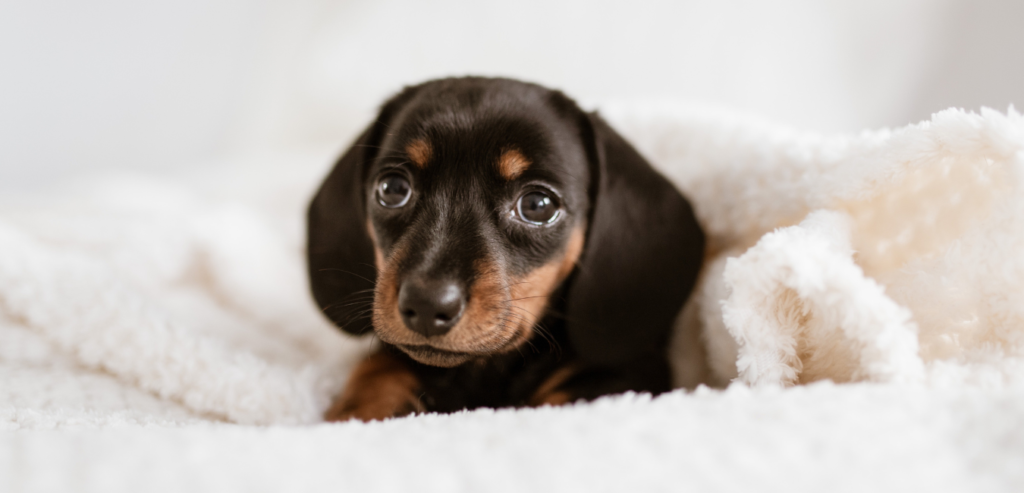 Where should puppies sleep at night 4