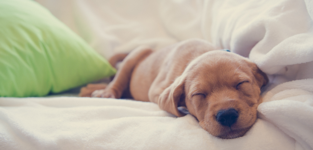 Where should puppies sleep at night 6