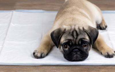 Are puppy pads a good idea?