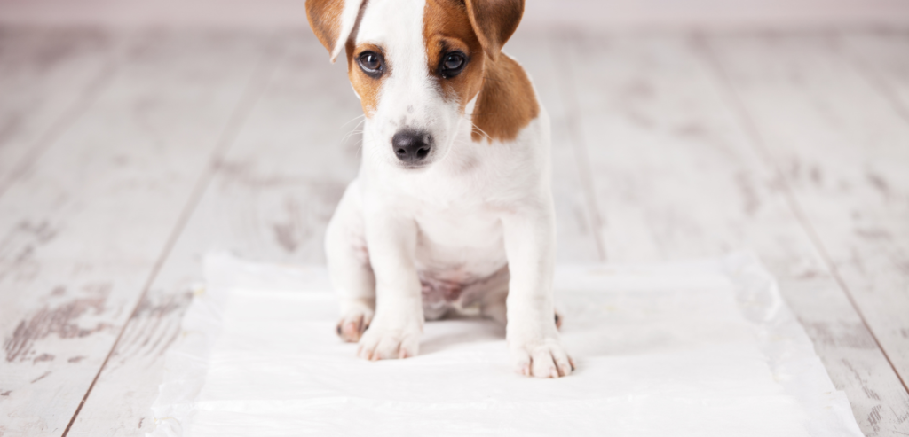 are puppy pads a good idea 5