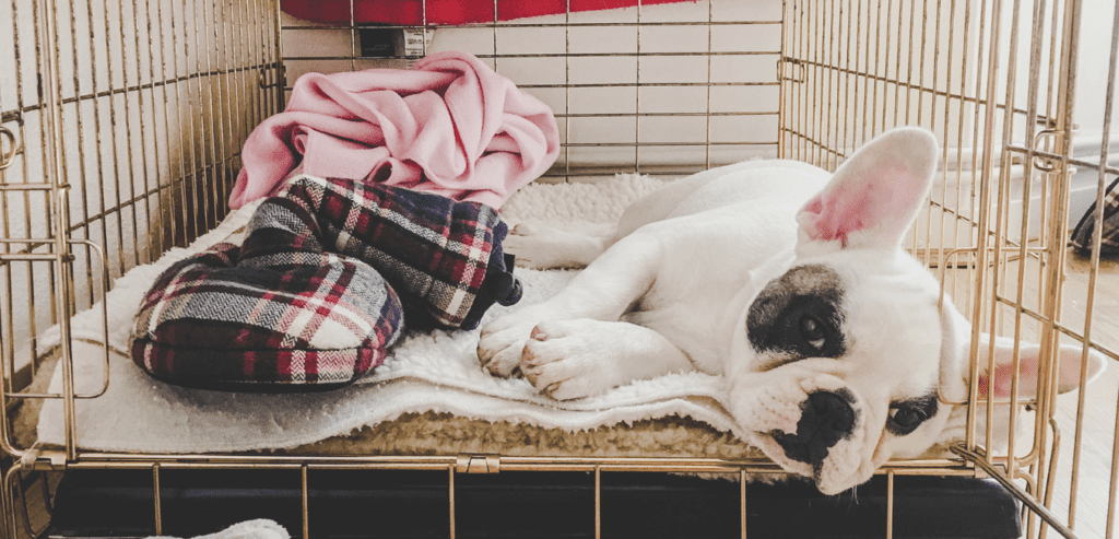 How to crate train your puppy 1