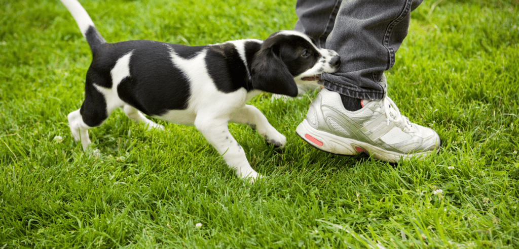 Puppy biting website 1