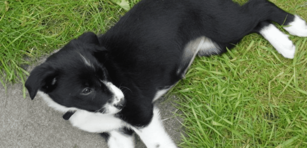my 4 biggest regrets as a new puppy guardian