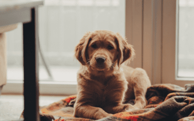 How to teach your puppy to settle down