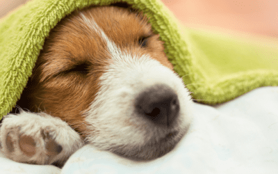 How to bathe a puppy with no mess or stress