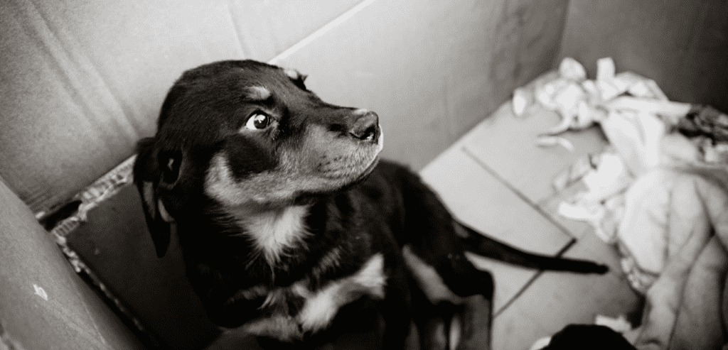 #SayNoToPuppyFarms: Uncovering the truth behind puppy farms
