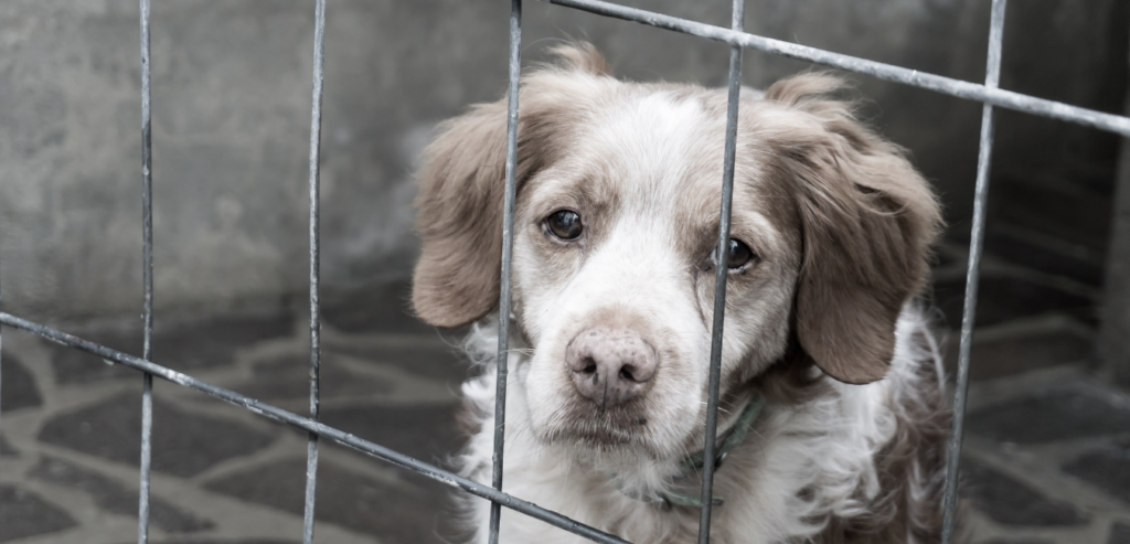 Puppy farm blog (6)