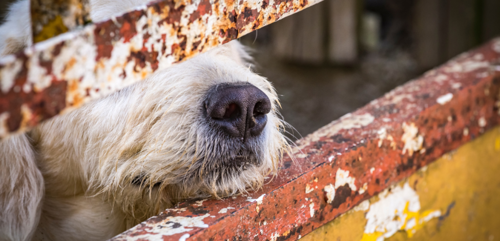 Puppy farm blog (7)
