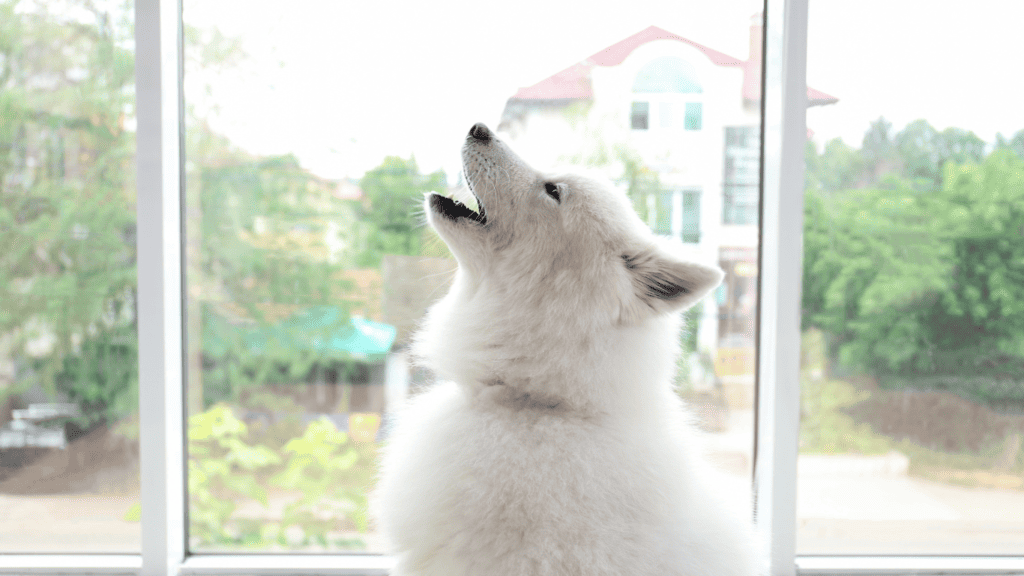 Separation anxiety in dogs recognising the signs excessive barking or howling