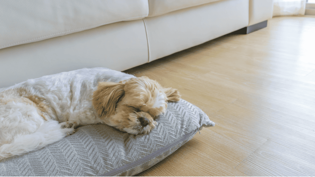 Specialist separation anxiety training programme