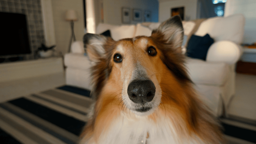 Separation anxiety in dogs recognising the signs 