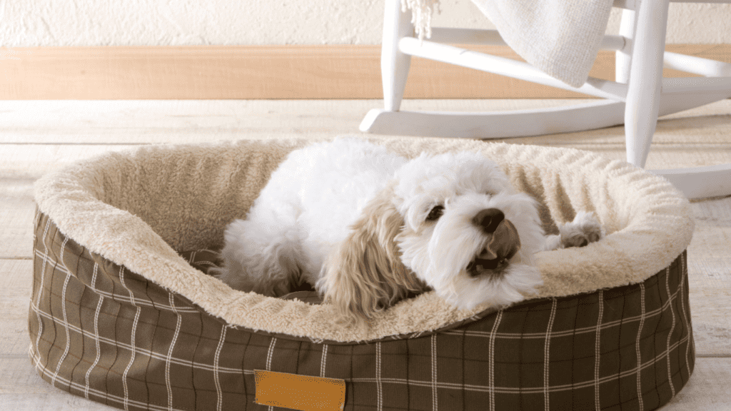 Separation anxiety in dogs recognising the signs