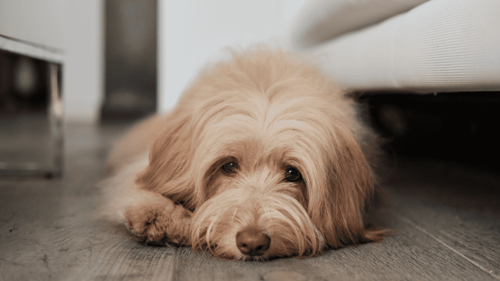 Separation anxiety in dogs recognising the signs Website 5