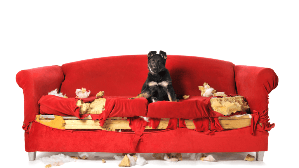 Separation anxiety in dogs recognising the signs Website 6