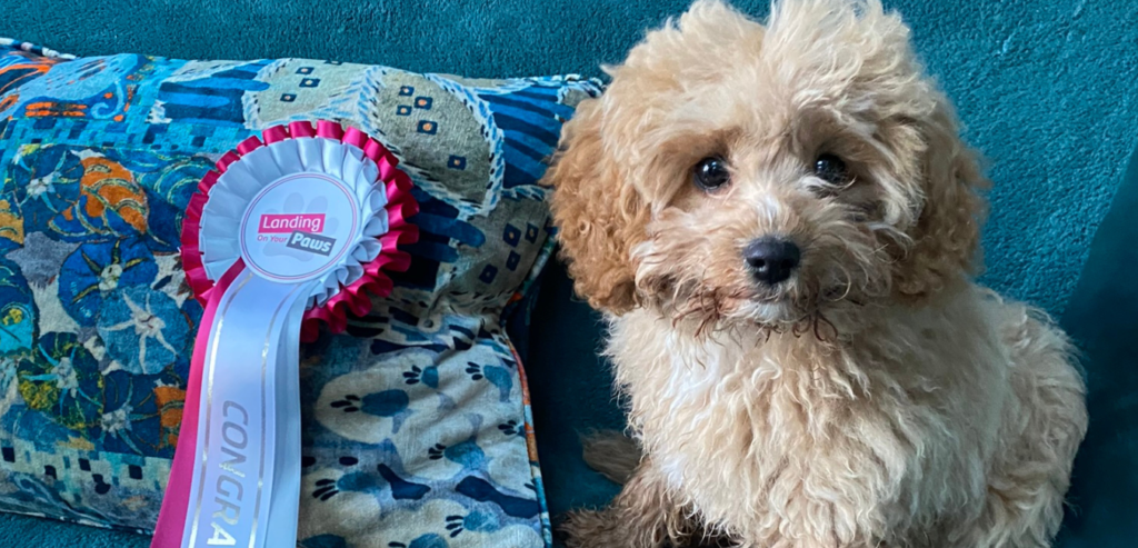 The Puppy Training Programme Louie