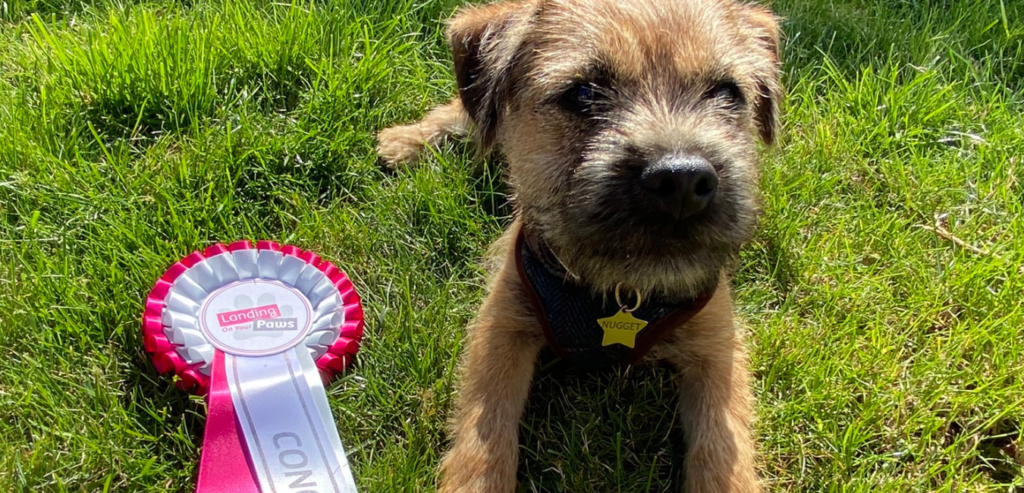 Nugget Puppy Training Barrow-in-Furness