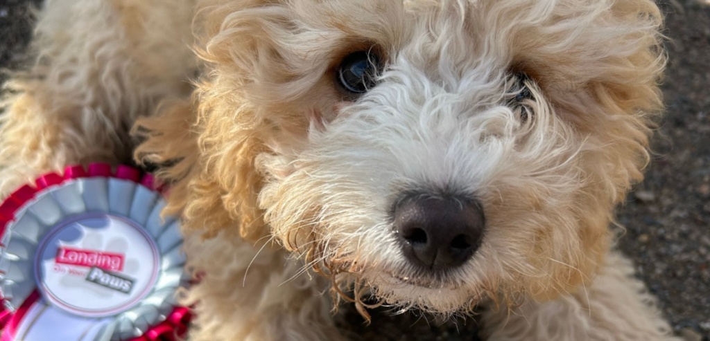 Puppy training (4)