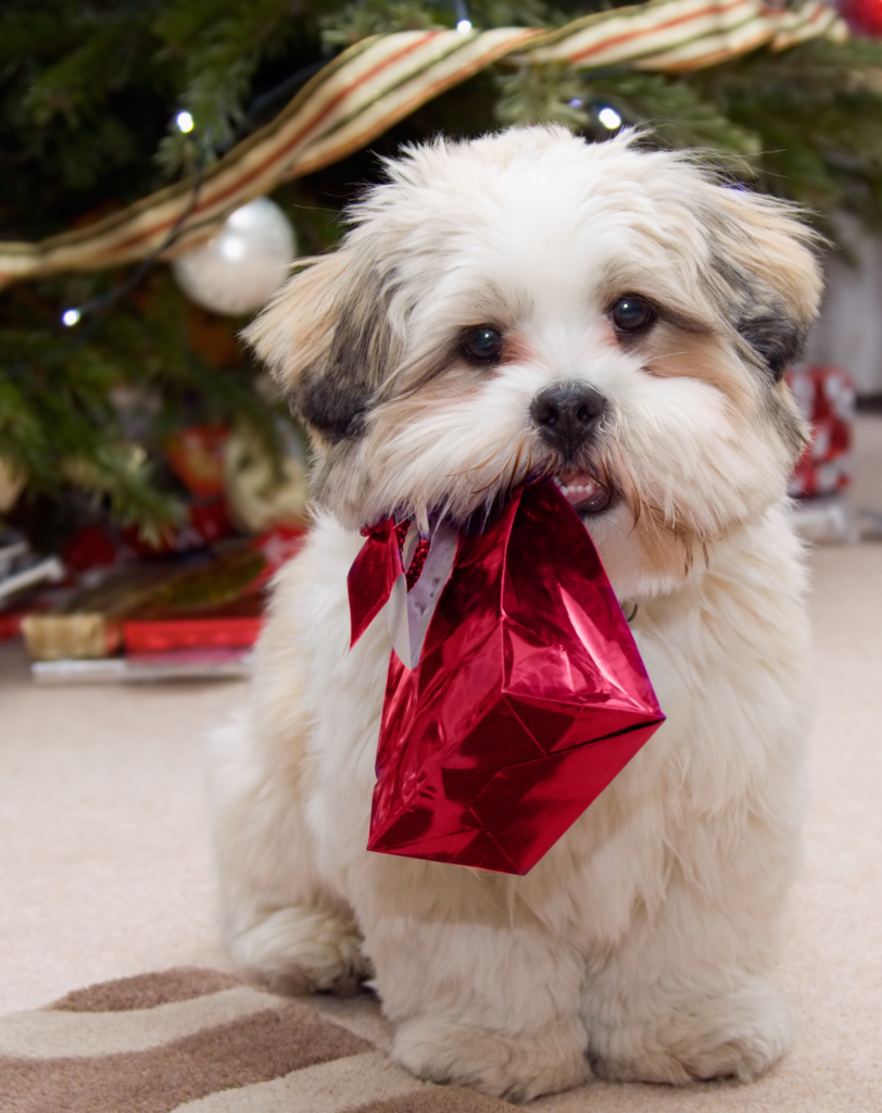Christmas dog image website (2380 x 3000 px)